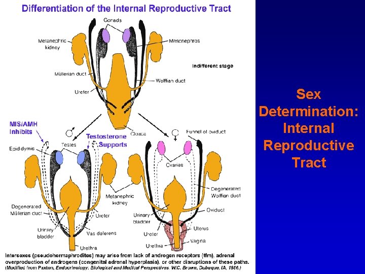Sex Determination: Internal Reproductive Tract 