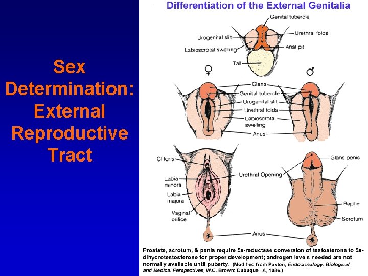 Sex Determination: External Reproductive Tract 