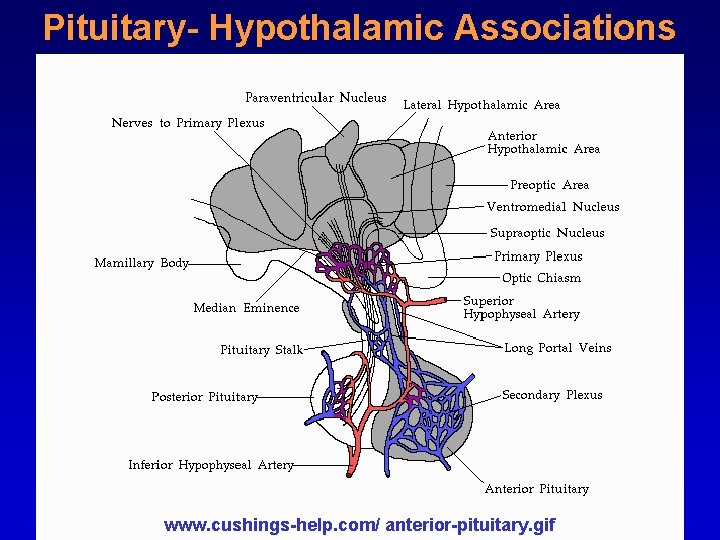 Pituitary- Hypothalamic Associations www. cushings-help. com/ anterior-pituitary. gif 