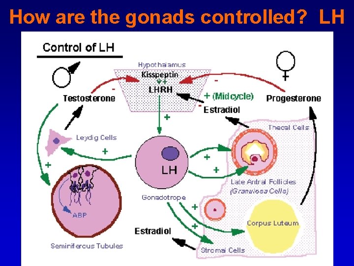 How are the gonads controlled? LH 