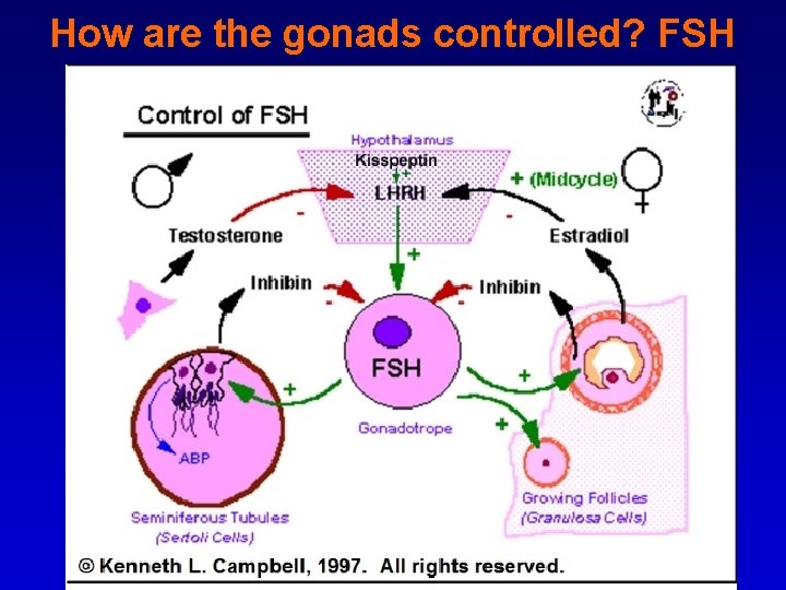 How are the gonads controlled? FSH 