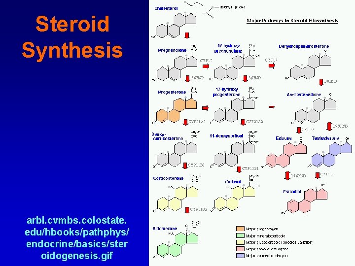 Steroid Synthesis arbl. cvmbs. colostate. edu/hbooks/pathphys/ endocrine/basics/ster oidogenesis. gif 