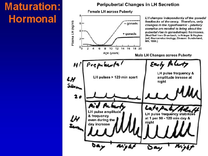 Maturation: Hormonal 