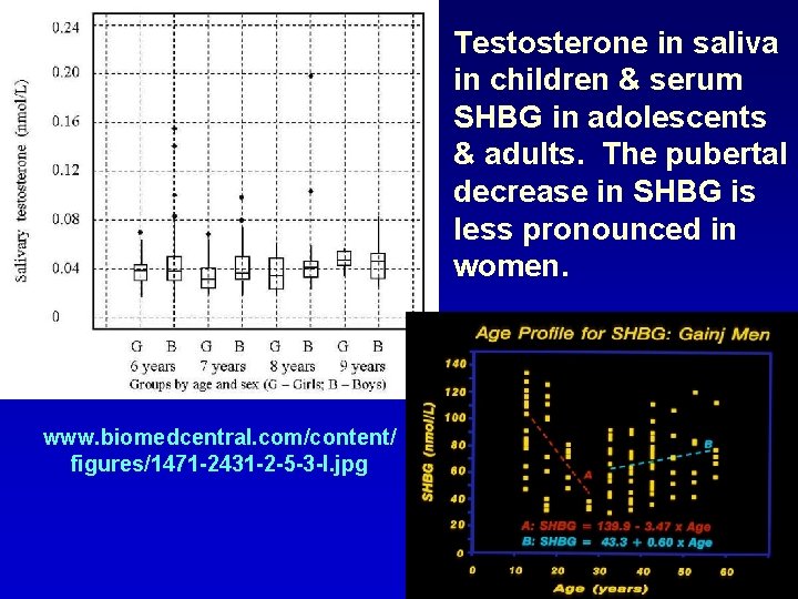 Testosterone in saliva in children & serum SHBG in adolescents & adults. The pubertal