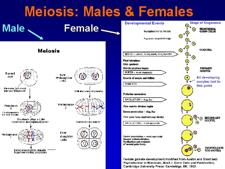 Meiosis: Males & Females Male Female 
