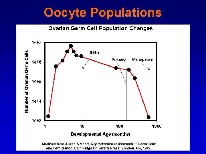 Oocyte Populations 