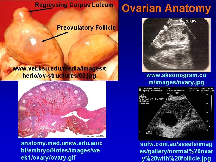 Regressing Corpus Luteum Ovarian Anatomy Preovulatory Follicle www. vet. ksu. edu/media/images/t herio/ov-structures/02. jpg anatomy.