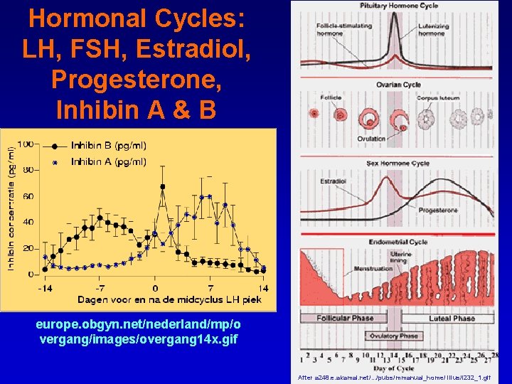 Hormonal Cycles: LH, FSH, Estradiol, Progesterone, Inhibin A & B europe. obgyn. net/nederland/mp/o vergang/images/overgang