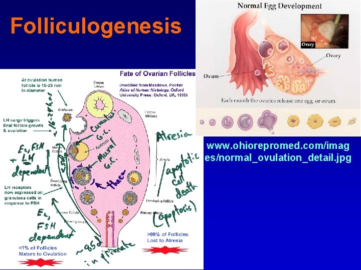 Folliculogenesis www. ohiorepromed. com/imag es/normal_ovulation_detail. jpg 