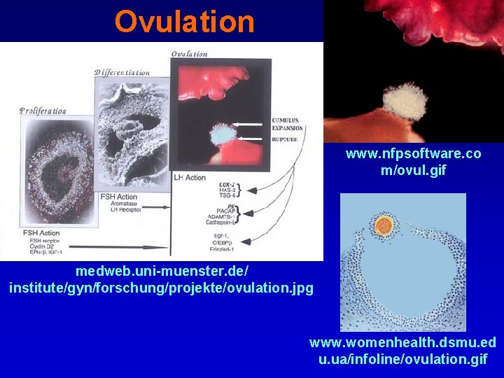 Ovulation www. nfpsoftware. co m/ovul. gif medweb. uni-muenster. de/ institute/gyn/forschung/projekte/ovulation. jpg www. womenhealth. dsmu.