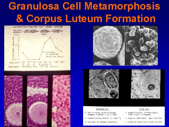 Granulosa Cell Metamorphosis & Corpus Luteum Formation 