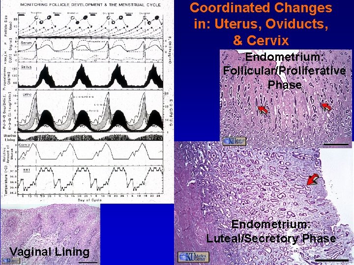 Coordinated Changes in: Uterus, Oviducts, & Cervix Endometrium: Follicular/Proliferative Phase Endometrium: Luteal/Secretory Phase Vaginal