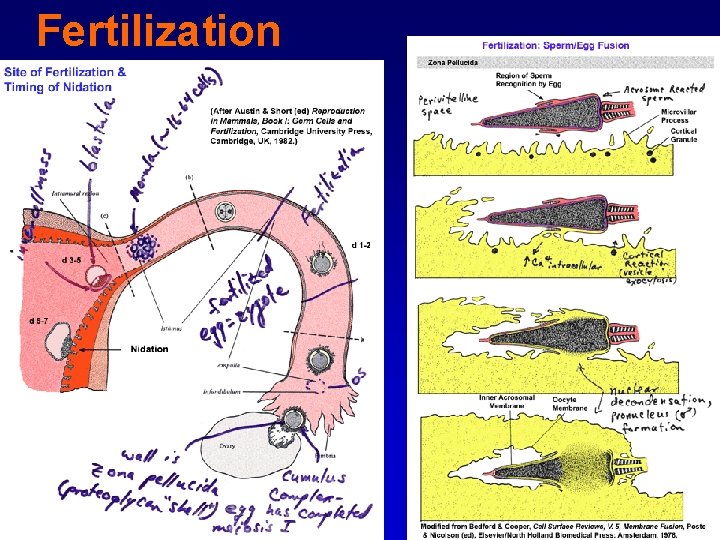 Fertilization 