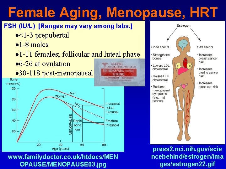 Female Aging, Menopause, HRT FSH (IU/L) [Ranges may vary among labs. ] ·<1 -3