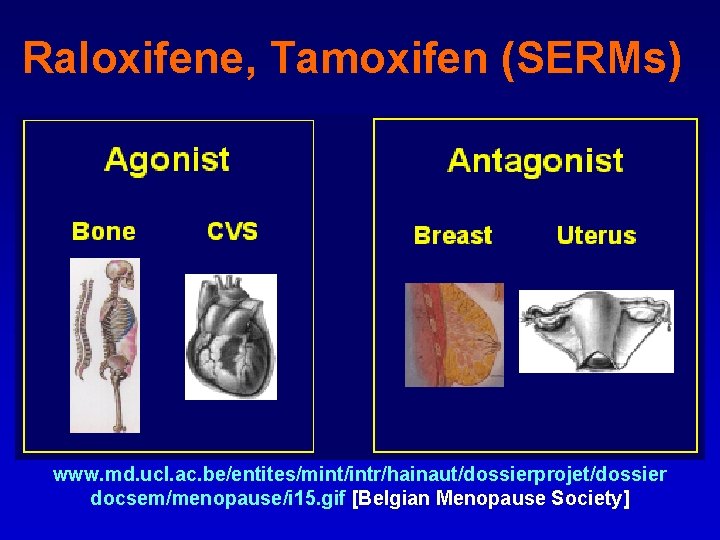 Raloxifene, Tamoxifen (SERMs) www. md. ucl. ac. be/entites/mint/intr/hainaut/dossierprojet/dossier docsem/menopause/i 15. gif [Belgian Menopause Society]