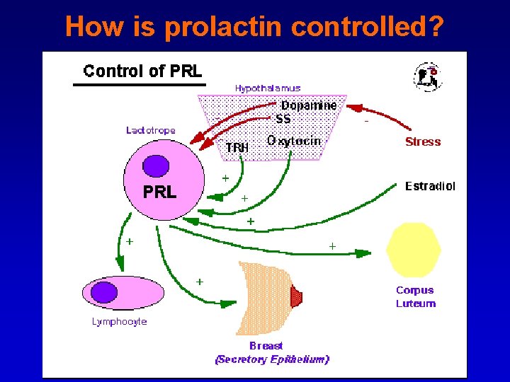How is prolactin controlled? 
