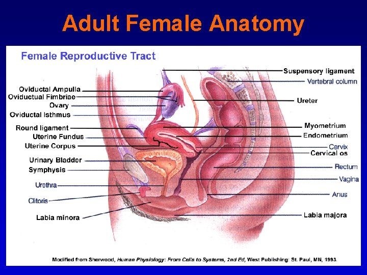 Adult Female Anatomy 