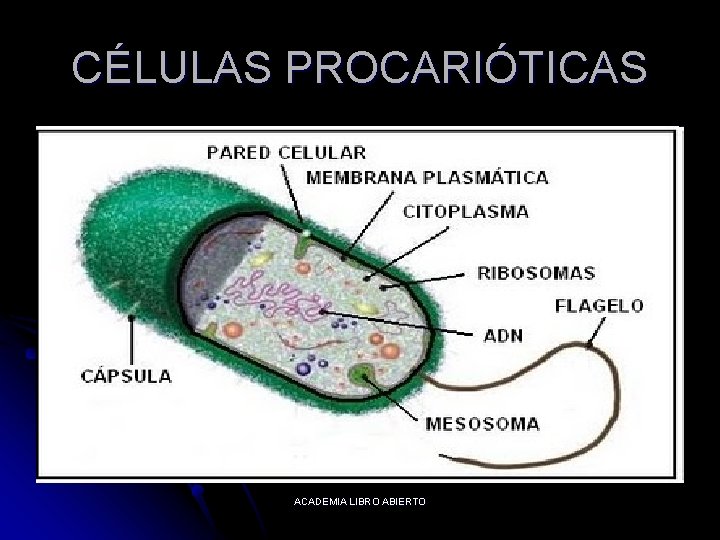 CÉLULAS PROCARIÓTICAS ACADEMIA LIBRO ABIERTO 