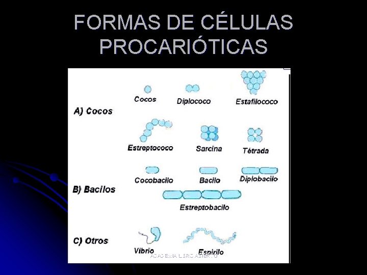 FORMAS DE CÉLULAS PROCARIÓTICAS ACADEMIA LIBRO ABIERTO 