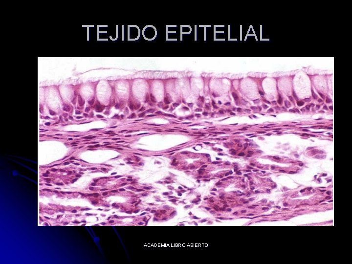TEJIDO EPITELIAL ACADEMIA LIBRO ABIERTO 