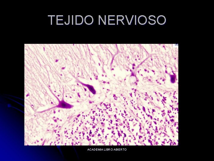 TEJIDO NERVIOSO ACADEMIA LIBRO ABIERTO 