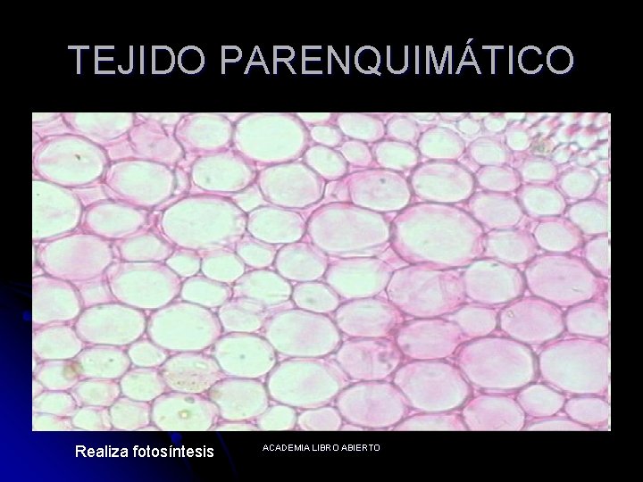 TEJIDO PARENQUIMÁTICO Realiza fotosíntesis ACADEMIA LIBRO ABIERTO 