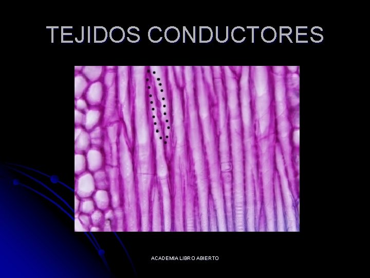TEJIDOS CONDUCTORES ACADEMIA LIBRO ABIERTO 