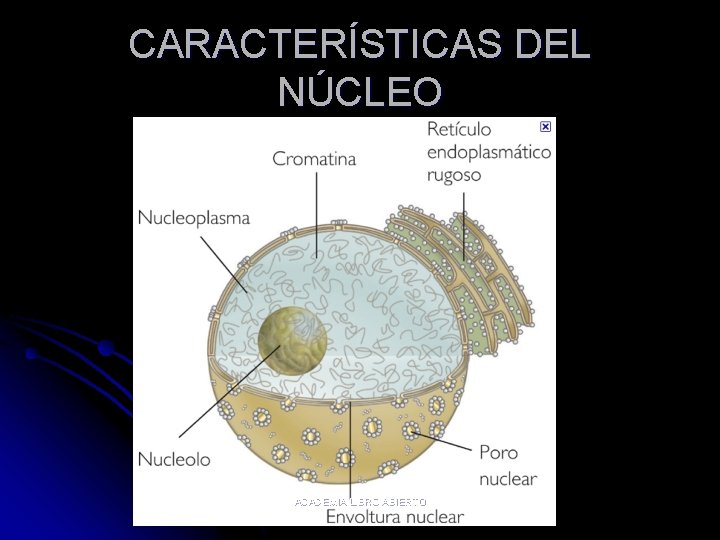 CARACTERÍSTICAS DEL NÚCLEO ACADEMIA LIBRO ABIERTO 