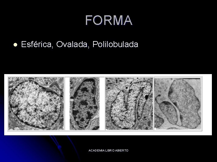 FORMA l Esférica, Ovalada, Polilobulada ACADEMIA LIBRO ABIERTO 