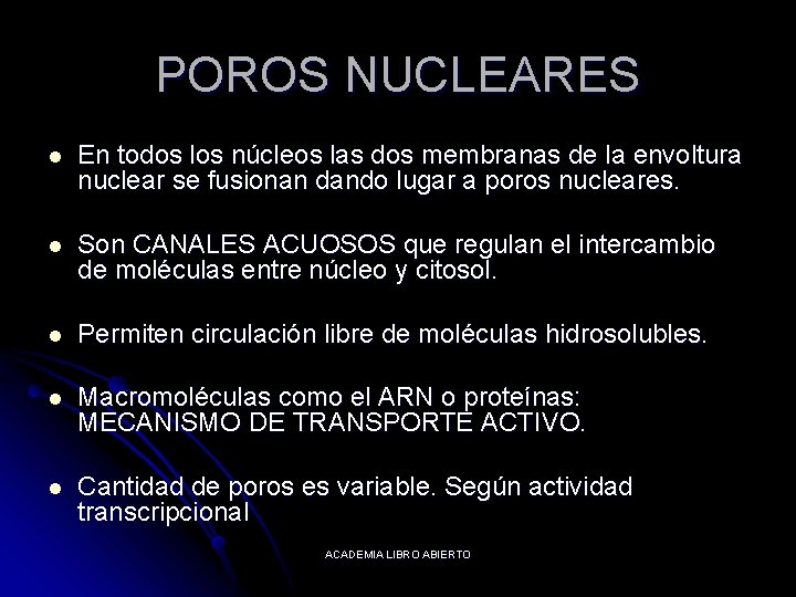 POROS NUCLEARES l En todos los núcleos las dos membranas de la envoltura nuclear