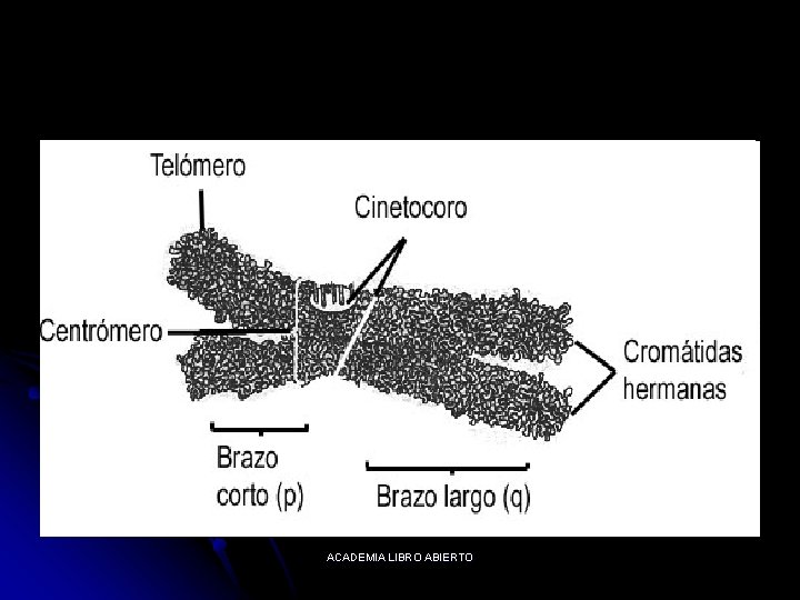 ACADEMIA LIBRO ABIERTO 