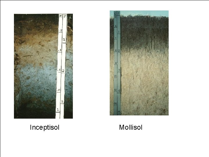 Photo of soil profile Inceptisol Mollisol 