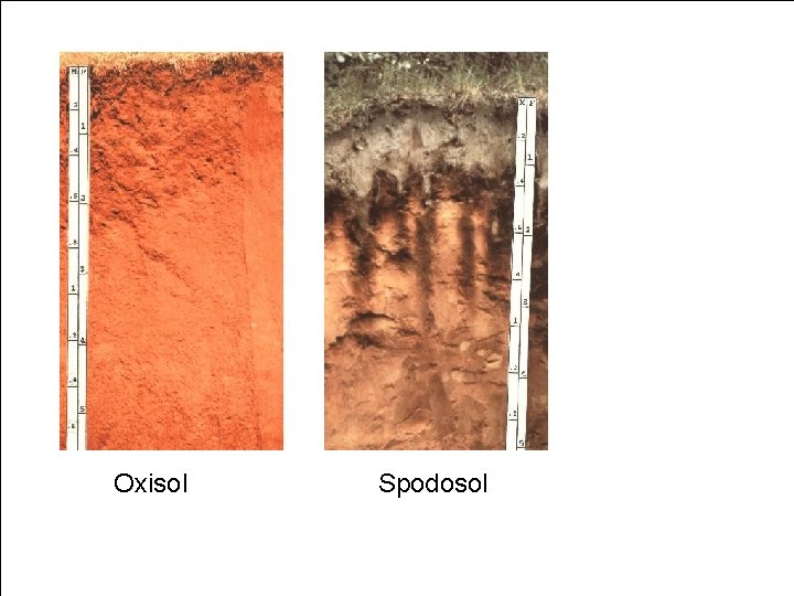 Photo of soil profile Oxisol Spodosol 