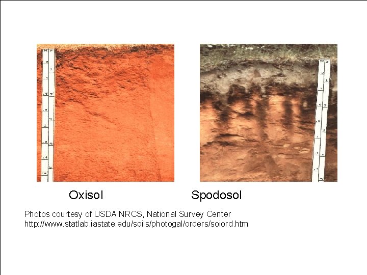 Oxisol Spodosol Photos courtesy of USDA NRCS, National Survey Center http: //www. statlab. iastate.