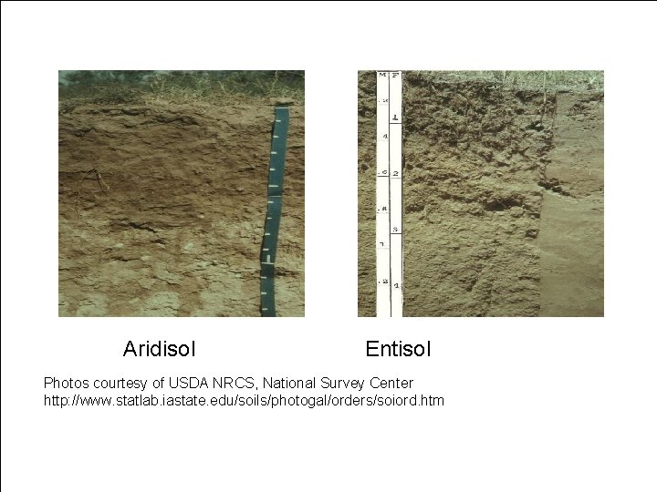 Aridisol Entisol Photos courtesy of USDA NRCS, National Survey Center http: //www. statlab. iastate.