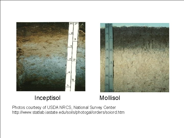Inceptisol Mollisol Photos courtesy of USDA NRCS, National Survey Center http: //www. statlab. iastate.