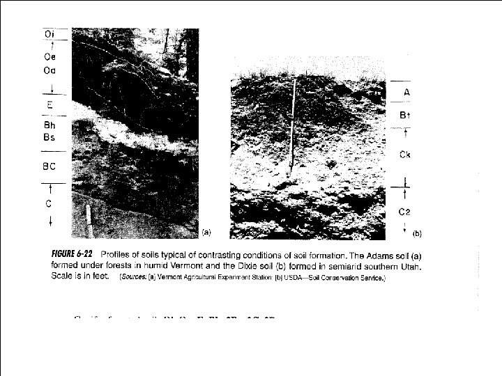 Photo of soil profile 