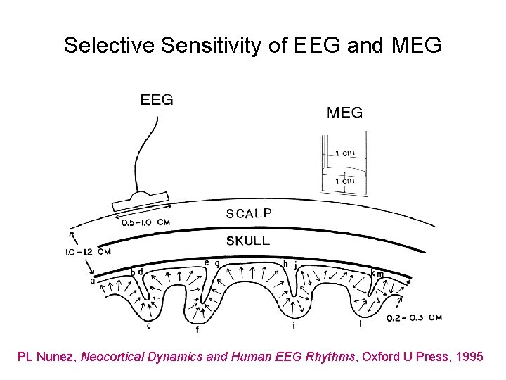 Selective Sensitivity of EEG and MEG PL Nunez, Neocortical Dynamics and Human EEG Rhythms,