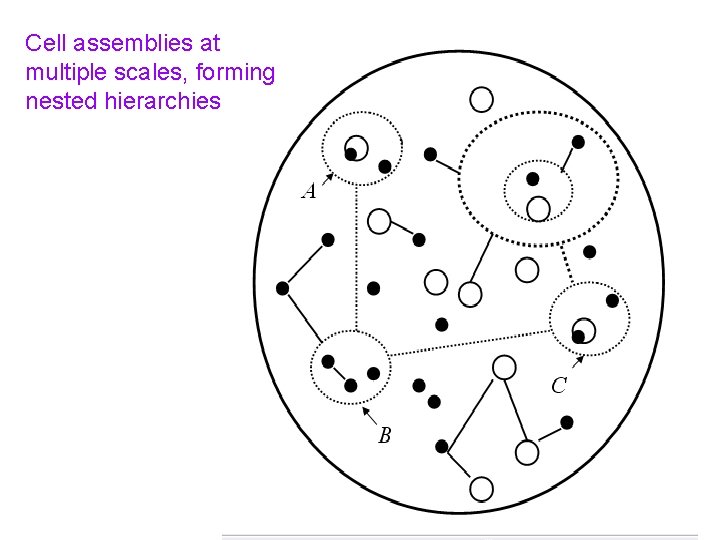 Cell assemblies at multiple scales, forming nested hierarchies 