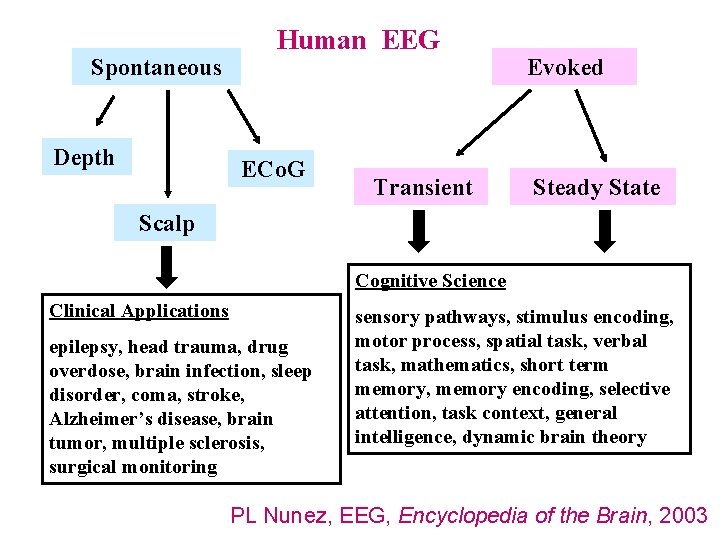 Spontaneous Depth Human EEG ECo. G Transient Evoked Steady State Scalp Cognitive Science Clinical