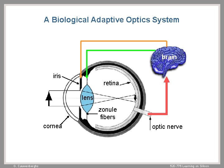 A Biological Adaptive Optics System brain iris retina lens zonule fibers cornea G. Cauwenberghs