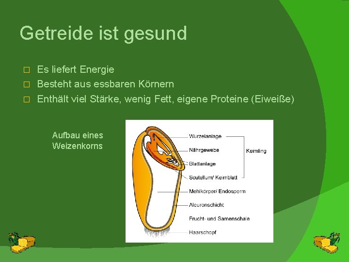 Getreide ist gesund Es liefert Energie � Besteht aus essbaren Körnern � Enthält viel