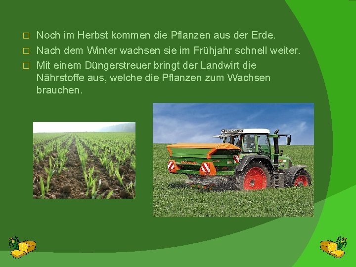 Noch im Herbst kommen die Pflanzen aus der Erde. � Nach dem Winter wachsen