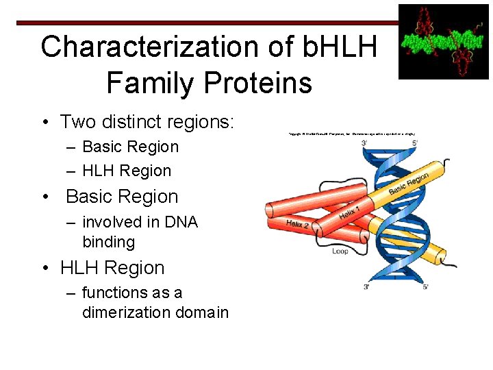 Characterization of b. HLH Family Proteins • Two distinct regions: – Basic Region –
