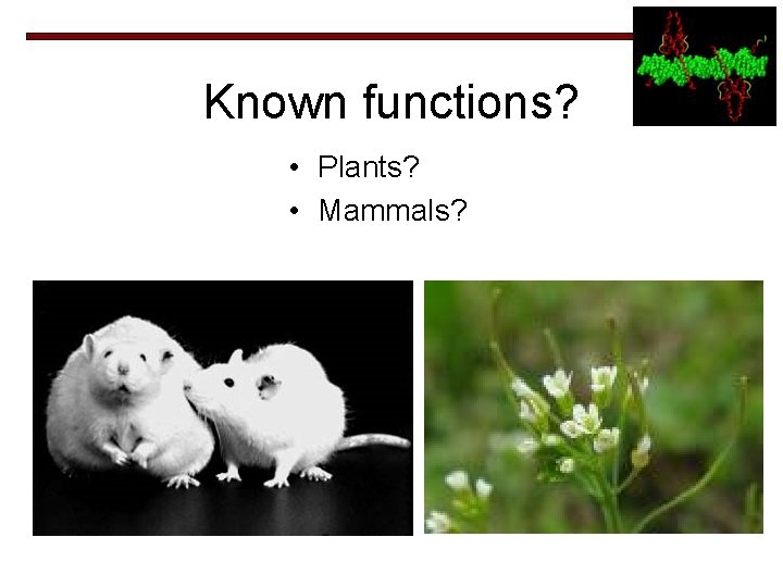 Known functions? • Plants? • Mammals? 