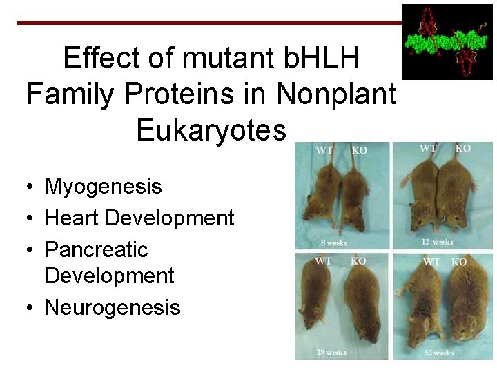 Effect of mutant b. HLH Family Proteins in Nonplant Eukaryotes • Myogenesis • Heart