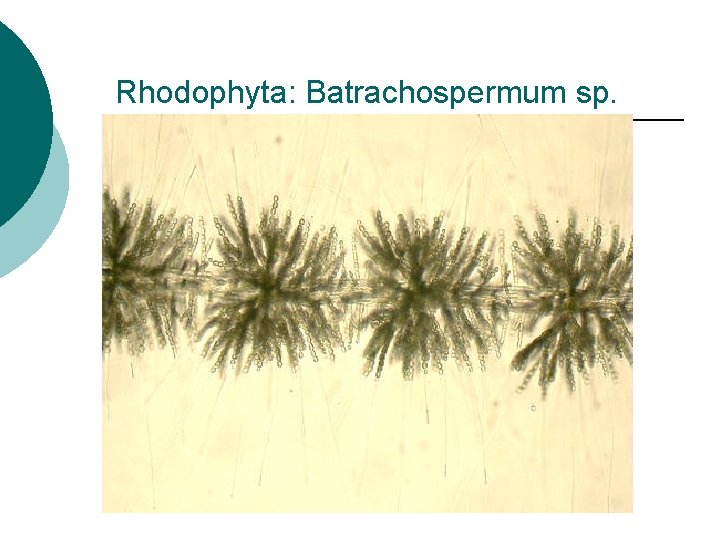 Rhodophyta: Batrachospermum sp. 