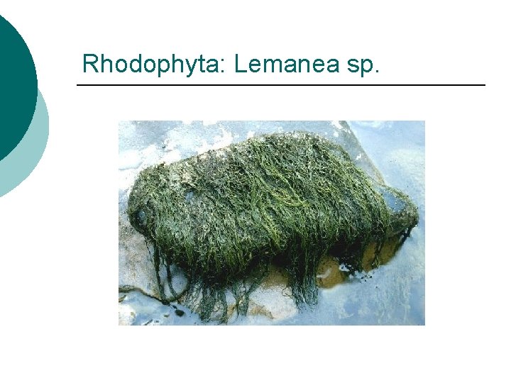 Rhodophyta: Lemanea sp. Rhodophyta: Lemanea sp.