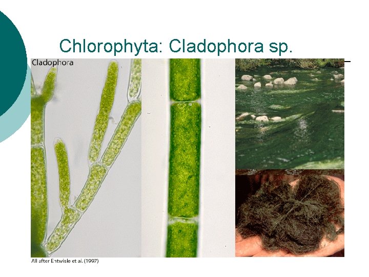 Chlorophyta: Cladophora sp. Chlorophyta: Cladophora sp.