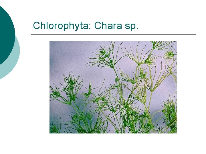 Chlorophyta: Chara sp. 